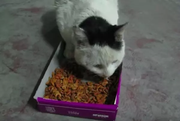 好餓...浪喵看到食物猛喵喵叫 邊吃邊「胡言亂語」網心疼:真的餓昏頭了QQ