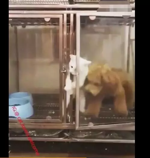 貓咪開鎖遭狗狗嘲諷,逃出後被主人發現,貓扭頭看向身後隊友真坑
