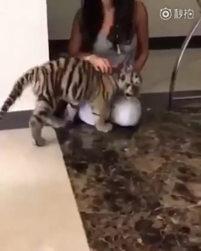 小老虎興奮相見歡!下一秒卻被「喵皇呼巴掌」...趴馬麻膝蓋「委屈哭哭」:它都欺負偶QQ