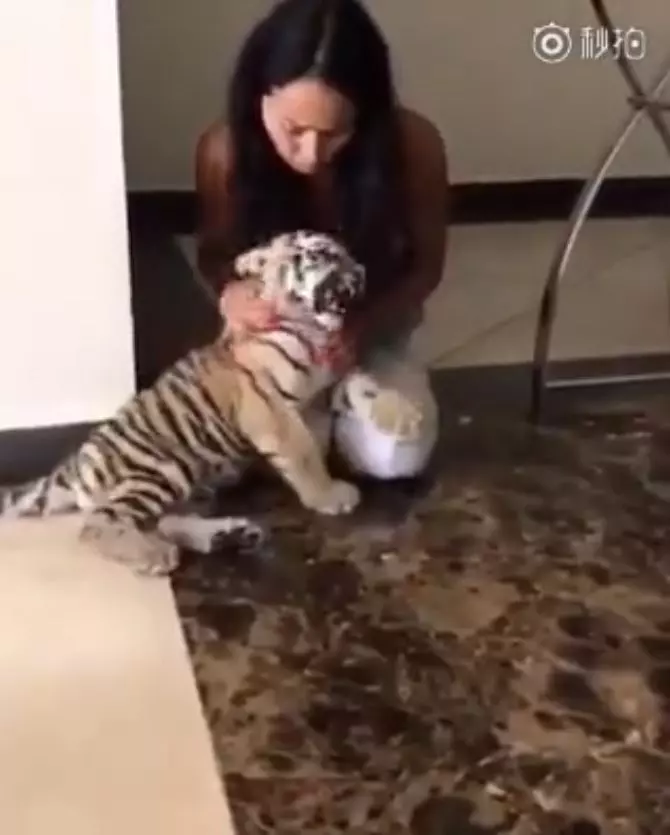 小老虎興奮相見歡!下一秒卻被「喵皇呼巴掌」...趴馬麻膝蓋「委屈哭哭」:它都欺負偶QQ