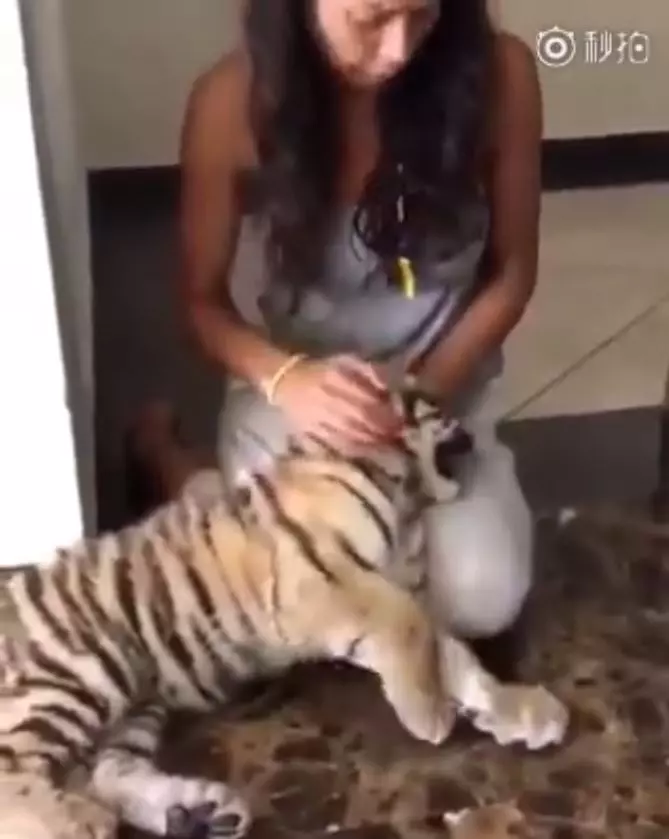 小老虎興奮相見歡!下一秒卻被「喵皇呼巴掌」...趴馬麻膝蓋「委屈哭哭」:它都欺負偶QQ