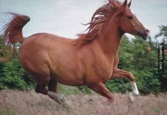20隻動物世界上最貴的動物
