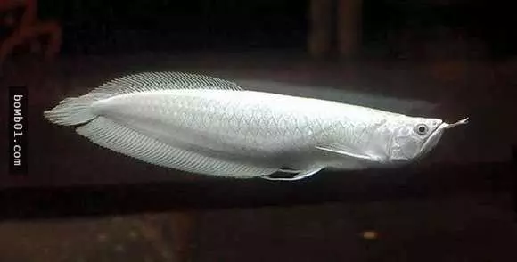 20隻動物世界上最貴的動物