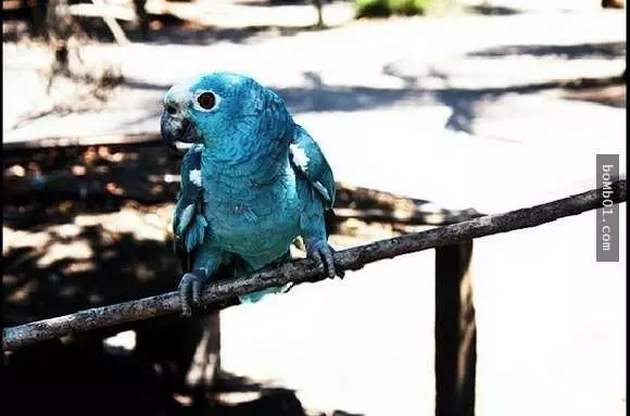 20隻動物世界上最貴的動物