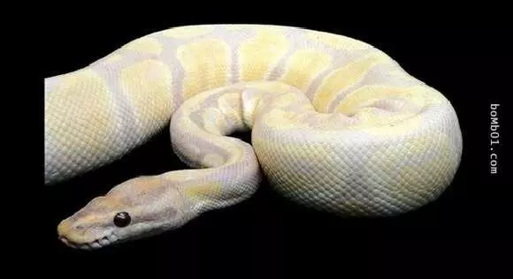 20隻動物世界上最貴的動物