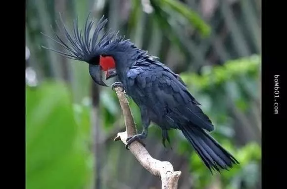 20隻動物世界上最貴的動物