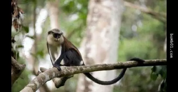 20隻動物世界上最貴的動物