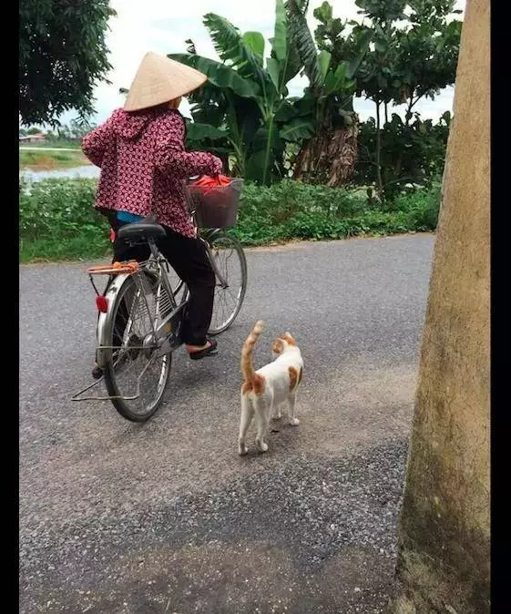 奶奶每天外出時,貓咪總是戀戀不捨送到村口,它很在乎這個家!