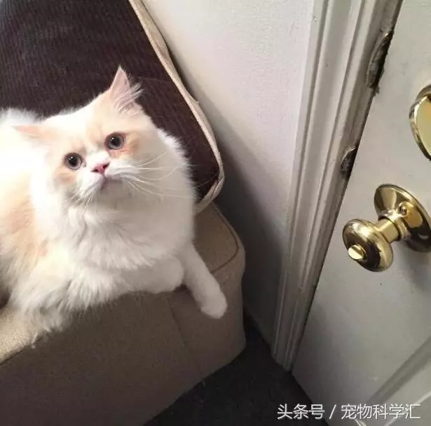奶奶每天外出時,貓咪總是戀戀不捨送到村口,它很在乎這個家!