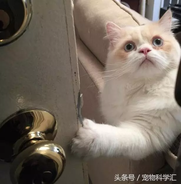 奶奶每天外出時,貓咪總是戀戀不捨送到村口,它很在乎這個家!