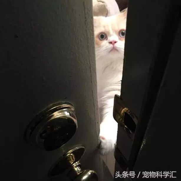 奶奶每天外出時,貓咪總是戀戀不捨送到村口,它很在乎這個家!