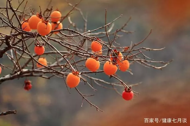 吃完柿子,別再把柿蒂扔了,軟化血管,止咳潤肺,護腸胃,去痔瘡