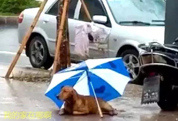流浪金毛被撞傷,躺在路上無法動彈,女子默默留下雨傘