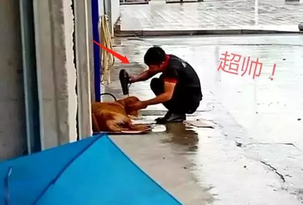 流浪金毛被撞傷,躺在路上無法動彈,女子默默留下雨傘