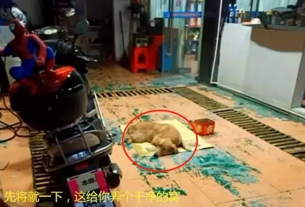 流浪金毛被撞傷,躺在路上無法動彈,女子默默留下雨傘