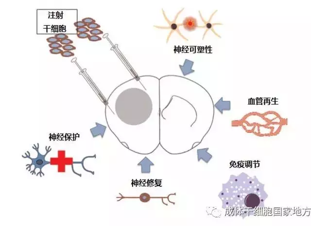 幹細胞時代,牙仙的新禮物:乳牙幹細胞