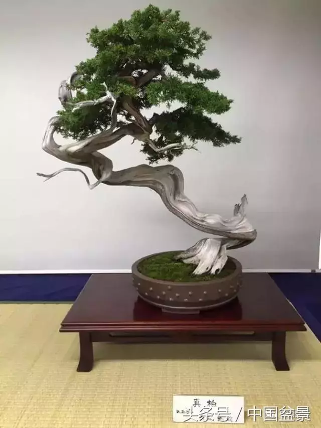 值得收藏的盆景養護常用技法