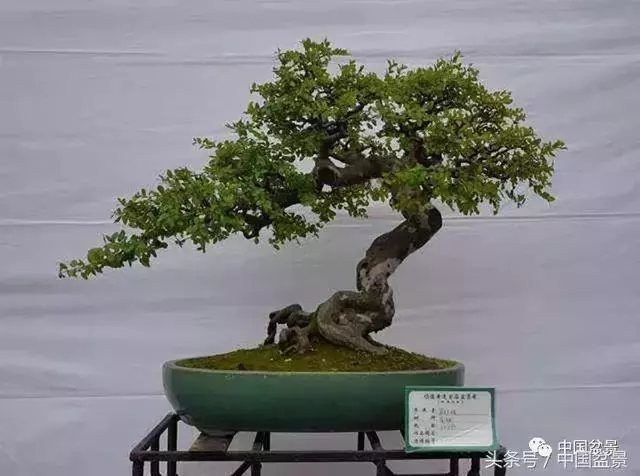 值得收藏的盆景養護常用技法