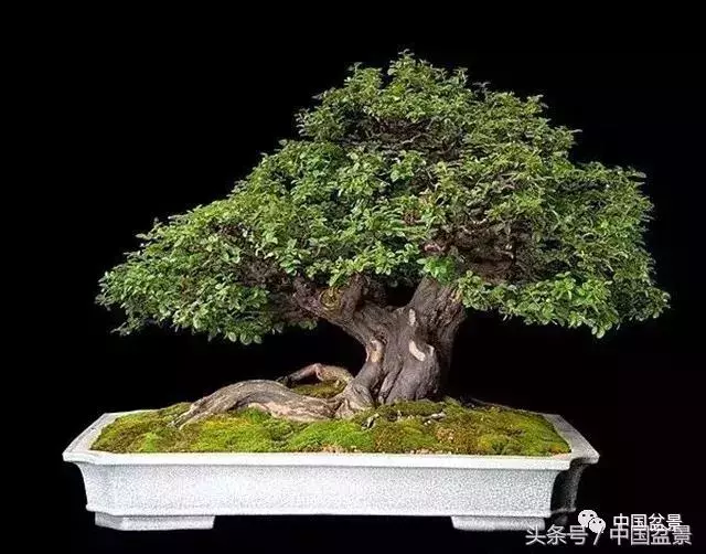 值得收藏的盆景養護常用技法