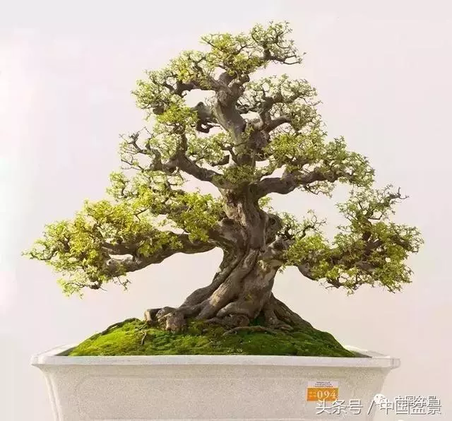 值得收藏的盆景養護常用技法