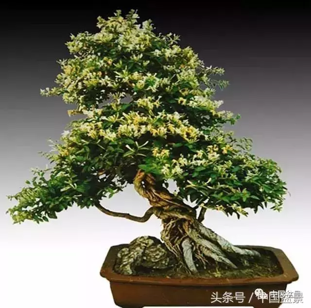 值得收藏的盆景養護常用技法