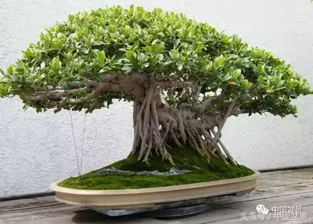 值得收藏的盆景養護常用技法