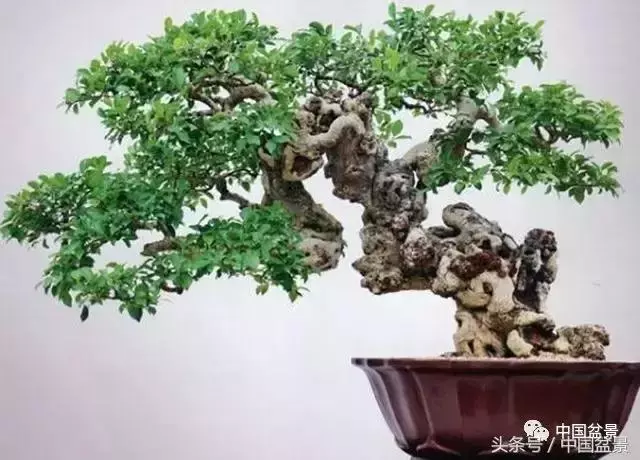 值得收藏的盆景養護常用技法