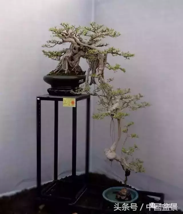 值得收藏的盆景養護常用技法
