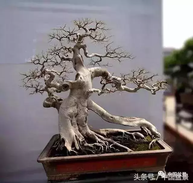 值得收藏的盆景養護常用技法