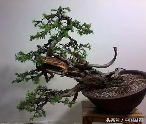 值得收藏的盆景養護常用技法