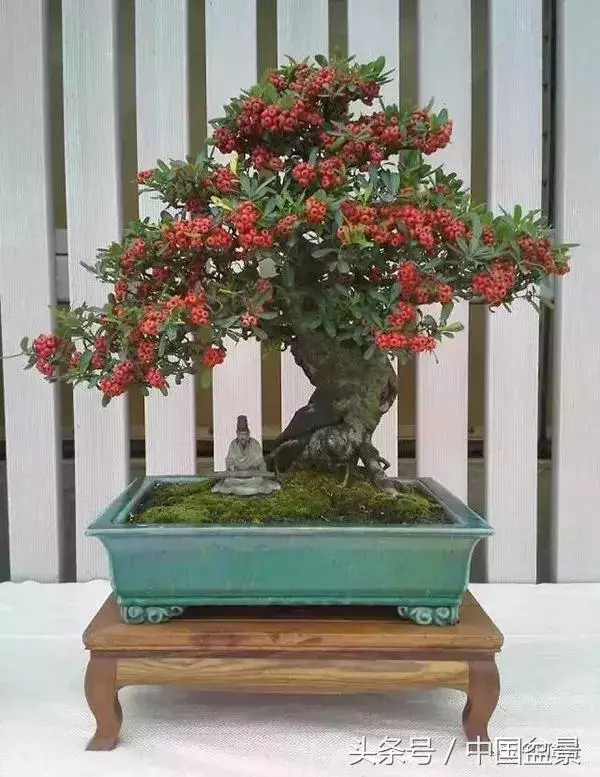 值得收藏的盆景養護常用技法
