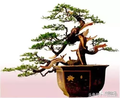 值得收藏的盆景養護常用技法