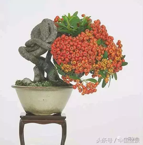 值得收藏的盆景養護常用技法