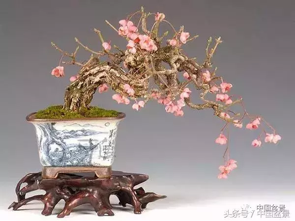 值得收藏的盆景養護常用技法