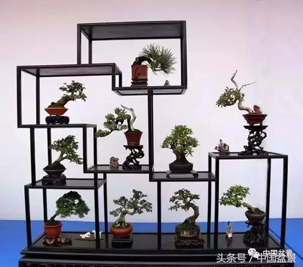 值得收藏的盆景養護常用技法