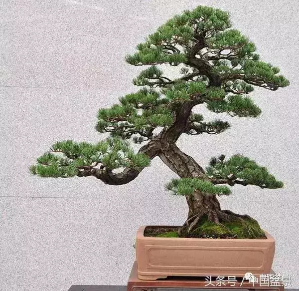 值得收藏的盆景養護常用技法