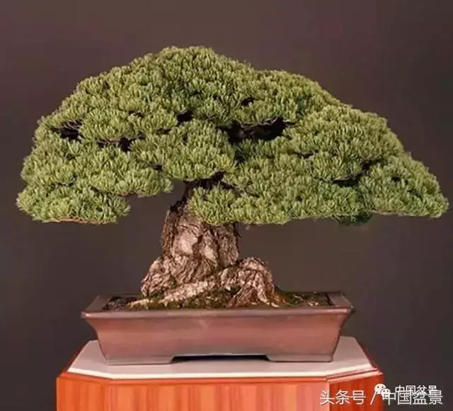 值得收藏的盆景養護常用技法
