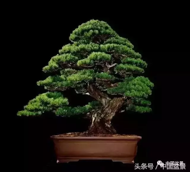 值得收藏的盆景養護常用技法