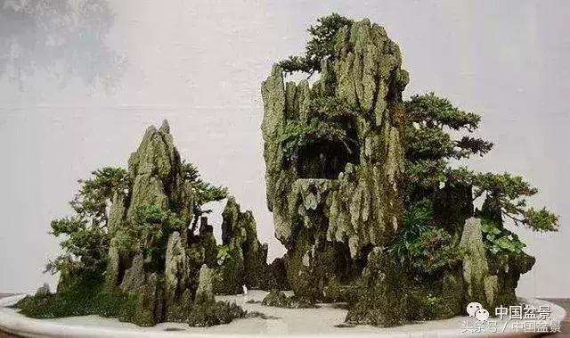 值得收藏的盆景養護常用技法
