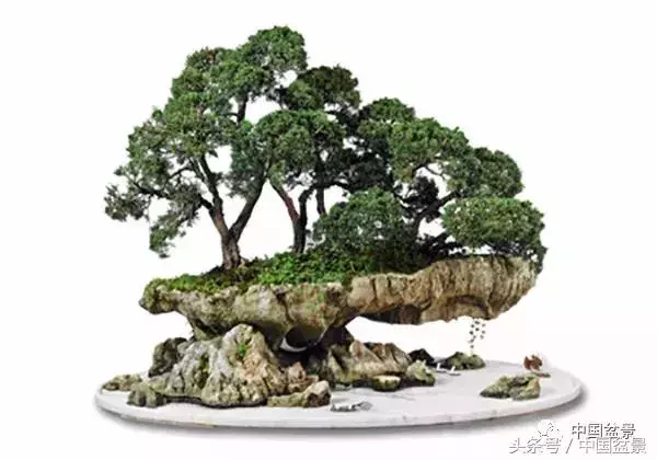 值得收藏的盆景養護常用技法