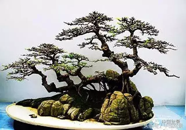 值得收藏的盆景養護常用技法