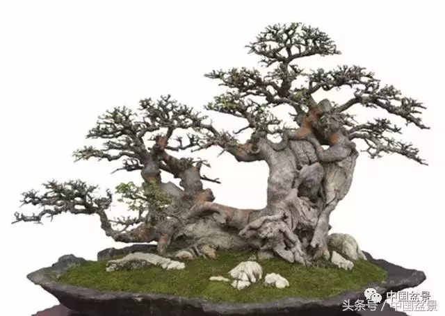 值得收藏的盆景養護常用技法