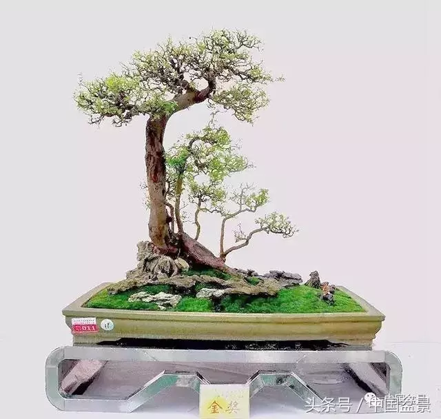 值得收藏的盆景養護常用技法