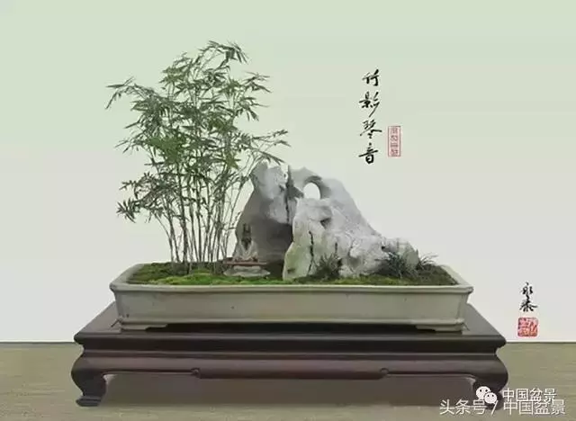 值得收藏的盆景養護常用技法