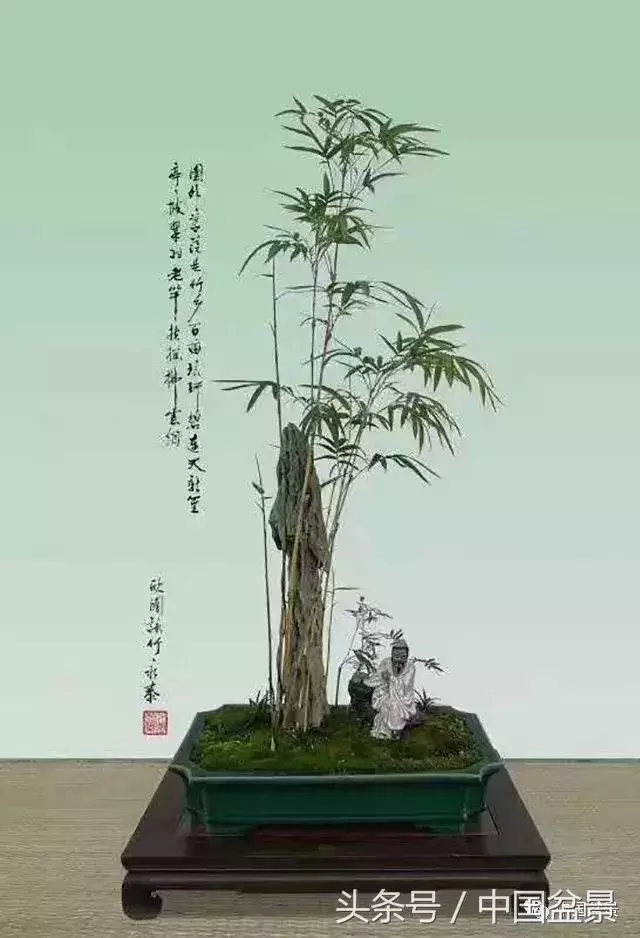 值得收藏的盆景養護常用技法