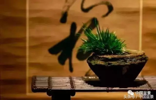 值得收藏的盆景養護常用技法