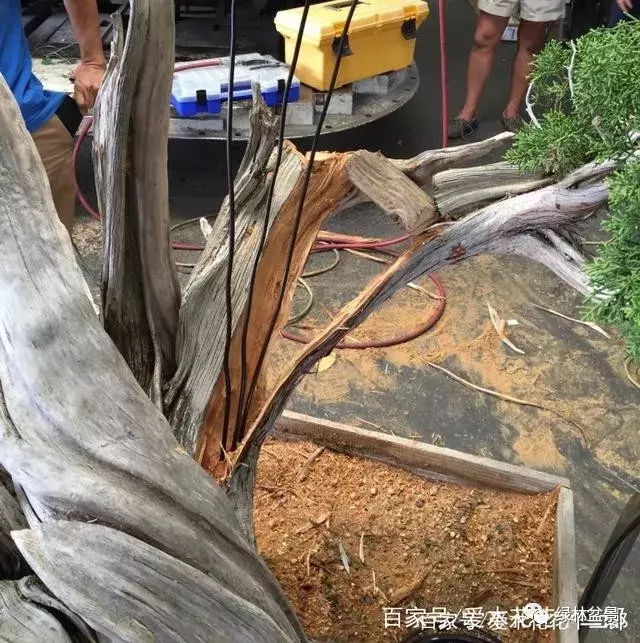 柏樹最吸引人的地方莫過於兩點,一是枯木,二是吸水線