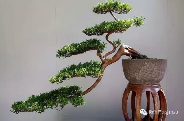 盆景造型,採用嫁接的基本方法。