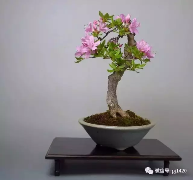 盆景造型,採用嫁接的基本方法。