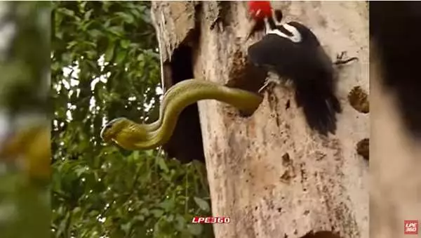 母愛真偉大...啄木鳥媽媽為了救孩子,跟青蛇展開激烈大戰
